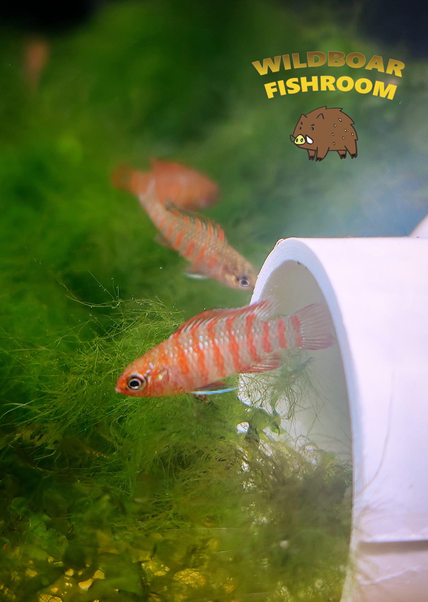 Red Scarlet Badis