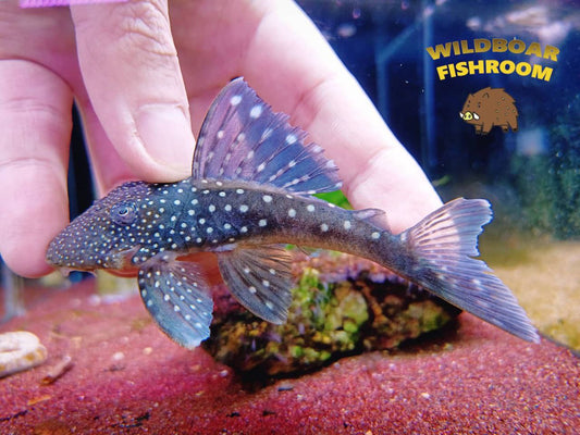 L128 Blue Phantom Pleco