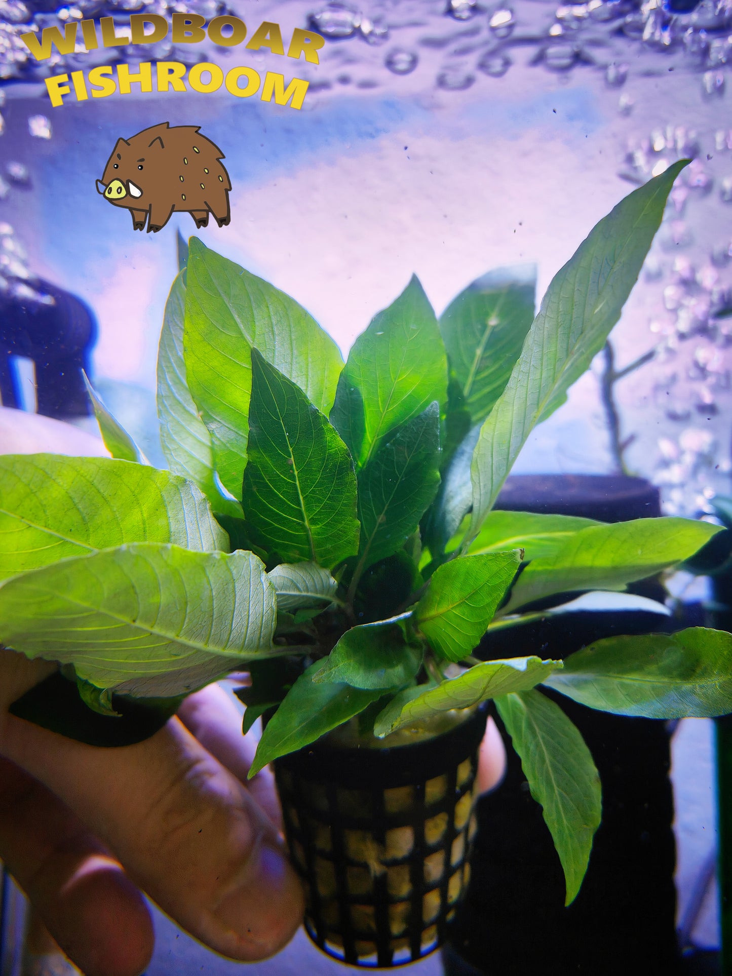 Hygrophila Corymbosa (Temple Plant)