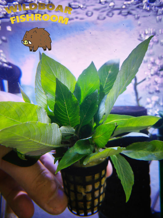 Hygrophila Corymbosa (Temple Plant)