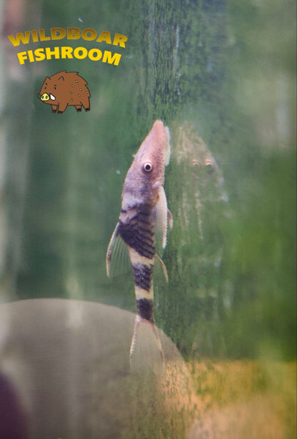 Orange Otocinclus (orange oto)