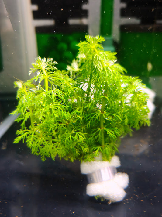Limnophila sessiliflora (bush)