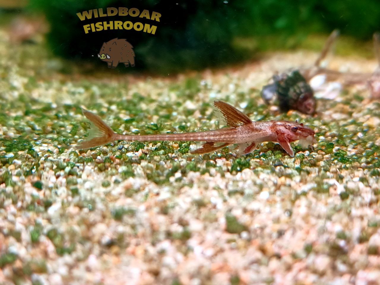 Red lizard Catfish (L010a)