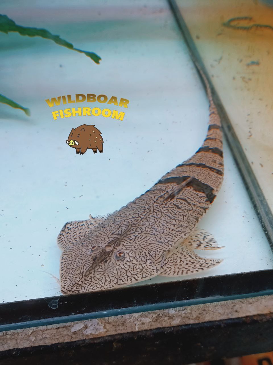 Chameleon Whiptail (Pseudohemiodon apithanos)