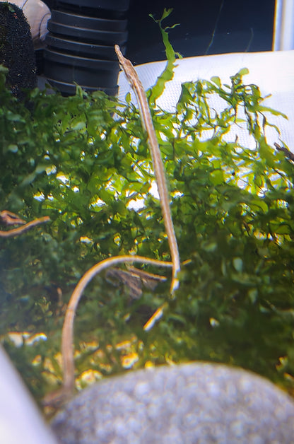 Martens’ Pipefish (Doryichthys martensii)