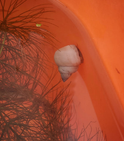 White wizard snail (Filopaludina martensi)
