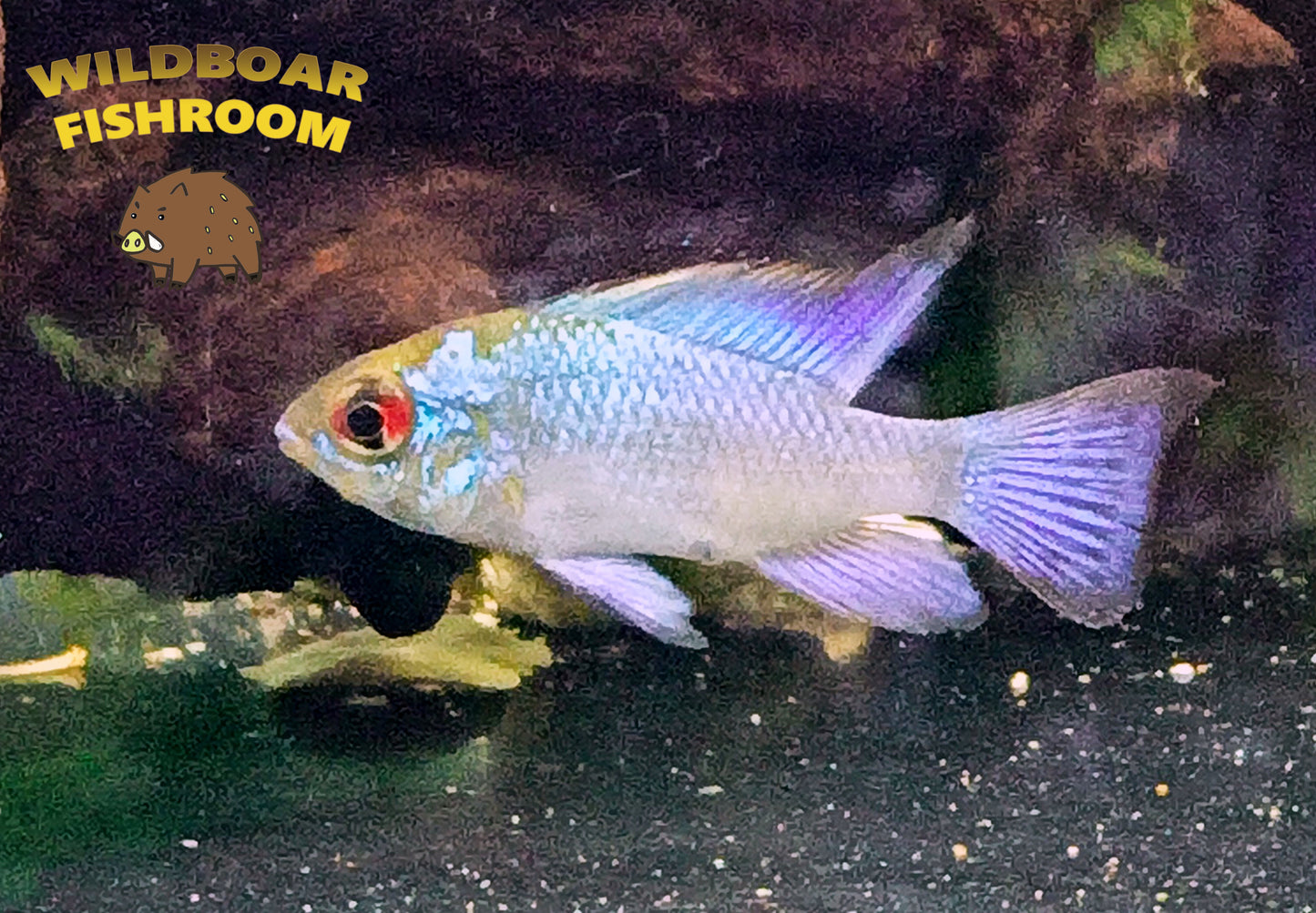 Electric Blue Ram
