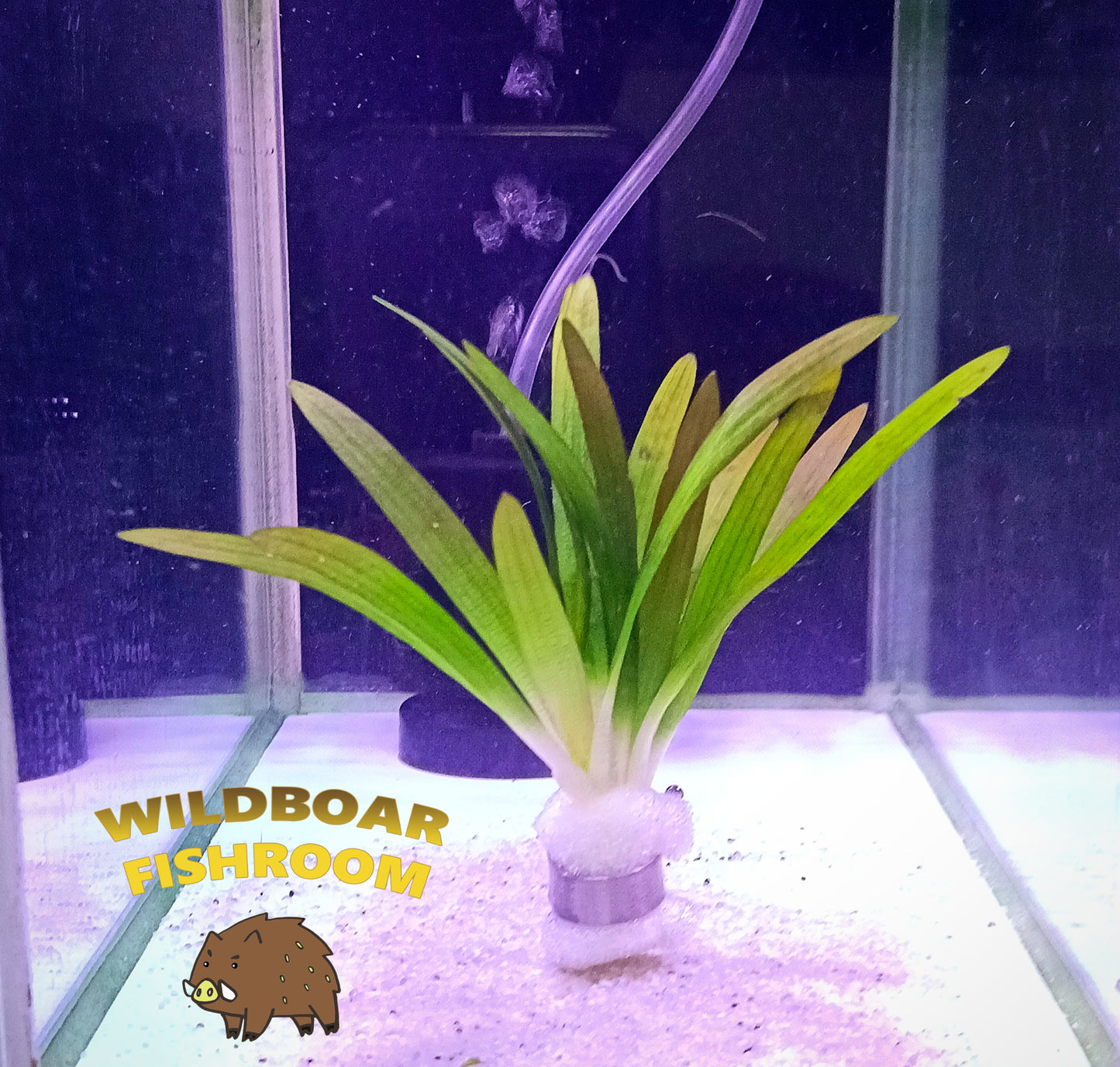 Sagittaria subulata