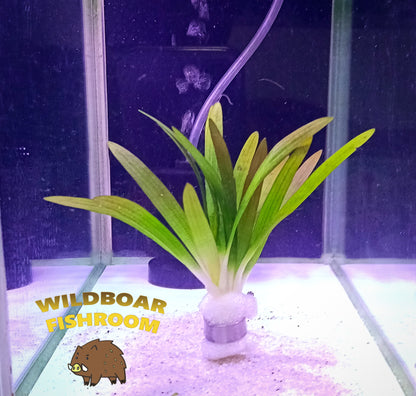 Sagittaria subulata