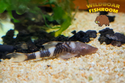 Orange Otocinclus (orange oto)