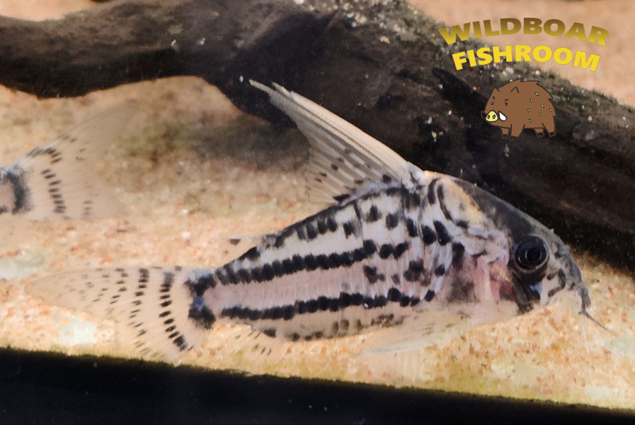 Corydoras super schwartzi (CW28)