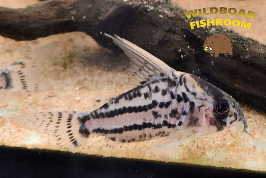 Corydoras super schwartzi (CW28)