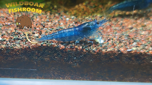 Blue Velvet Shrimp