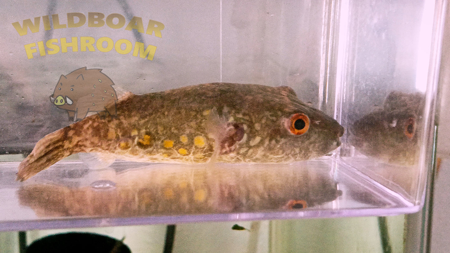 Abei Puffer (Pao Abei)