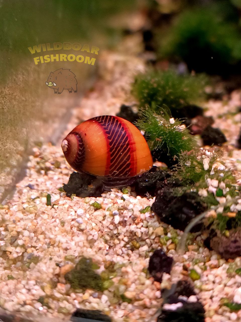 Red racer nerite snail – Wildboar Fishroom