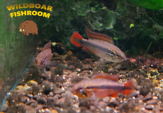 Apistogramma Agassizii ” Double red “