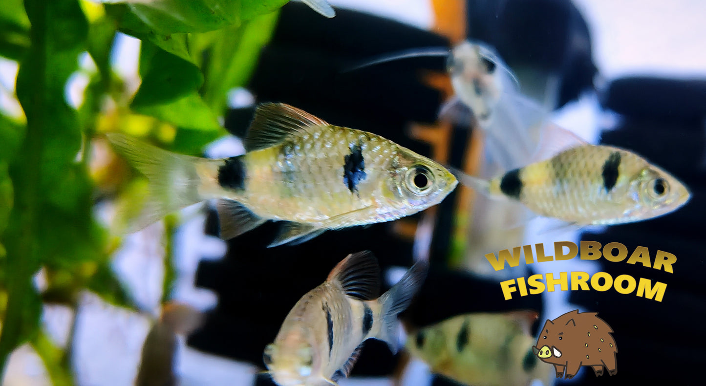 Narayan Barb (Pethia setnai)