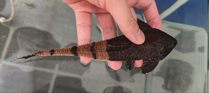 Chameleon Whiptail (Pseudohemiodon apithanos)