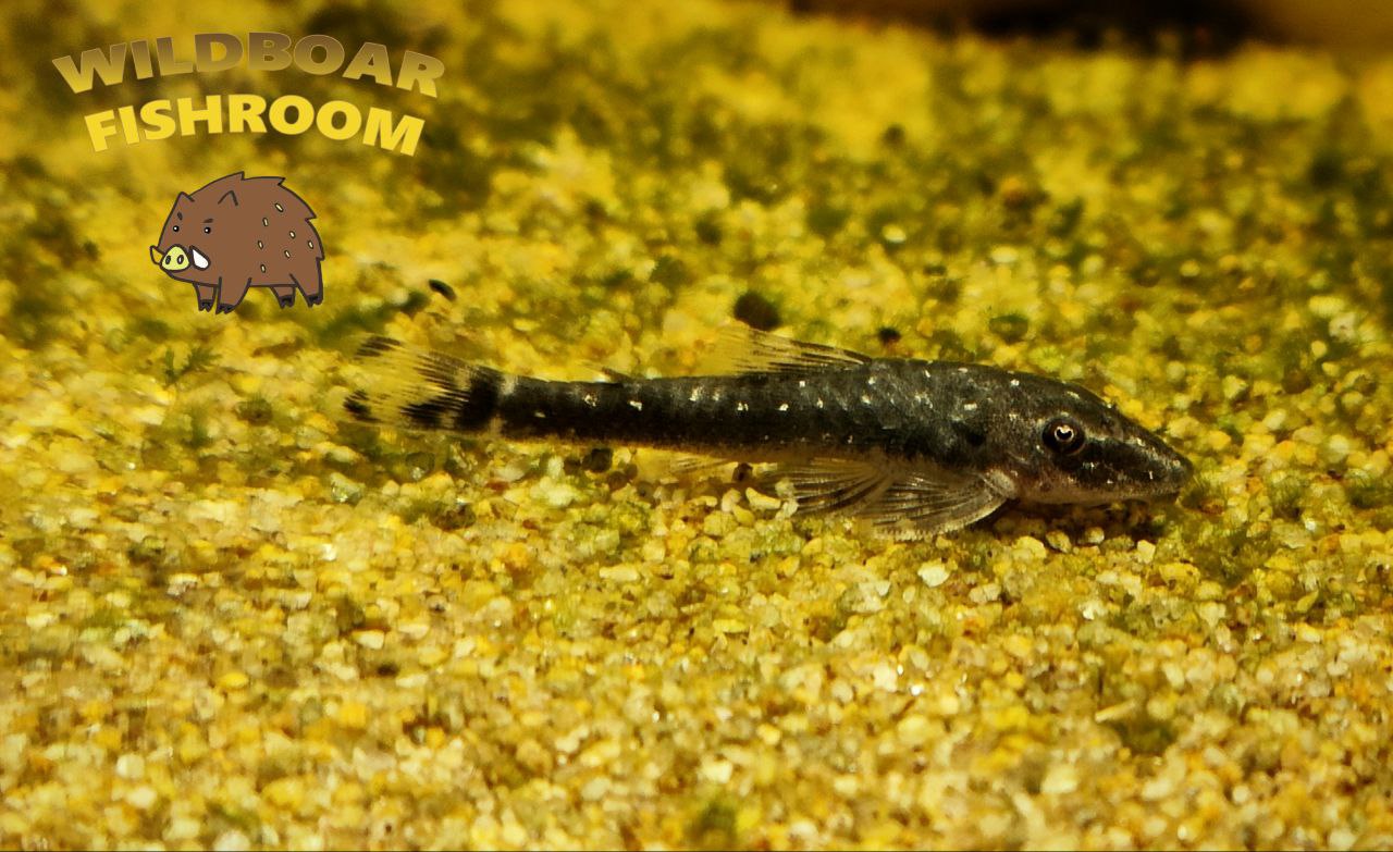 Parotocinclus haroldoi