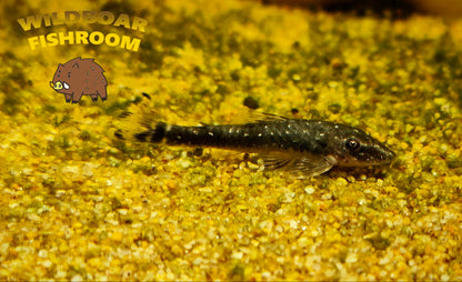 Parotocinclus haroldoi