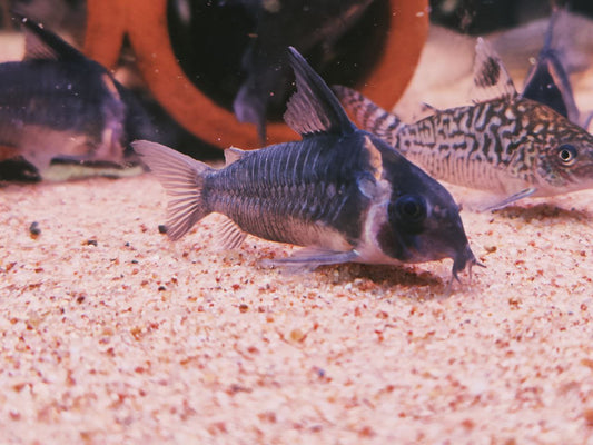 Corydoras colossus