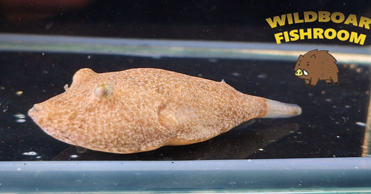 Congo Puffer (Tetraodon miurus)