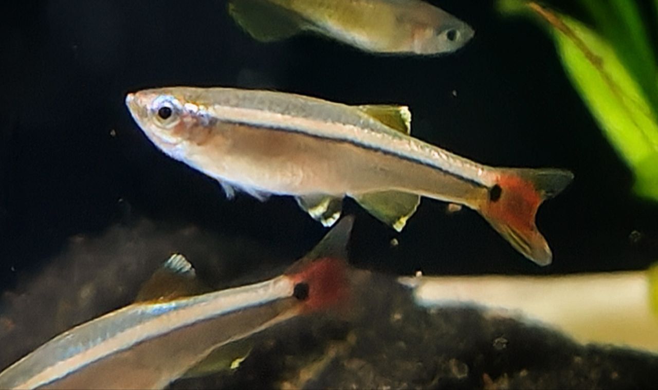 White Cloud Minnow x 5 and Panda garra x 2 – Wildboar Fishroom