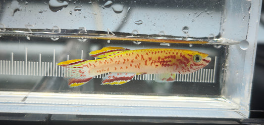 Gardneri gold killifish Pair