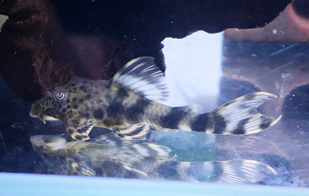 L205 Andes Tiger Pleco – Wildboar Fishroom