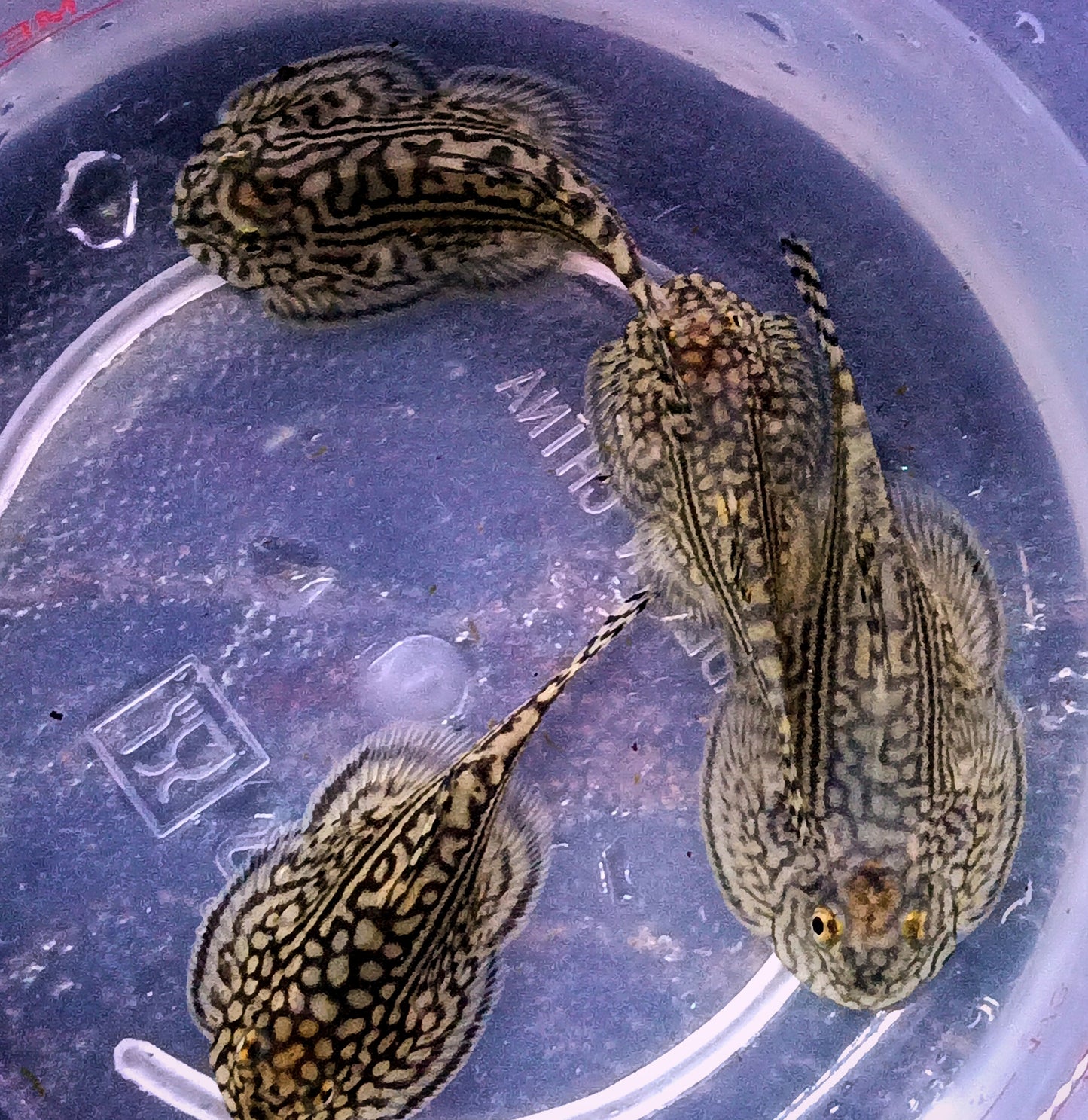 Hillstream Loach x 4