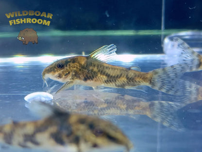 Banded Corydoras (Scleromystax barbatus)