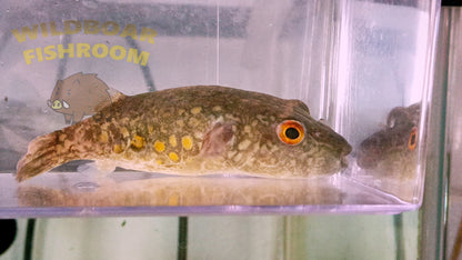 Abei Puffer (Pao Abei)