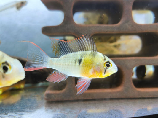 Bolivian ram (Mikrogeophagus altispinosus)
