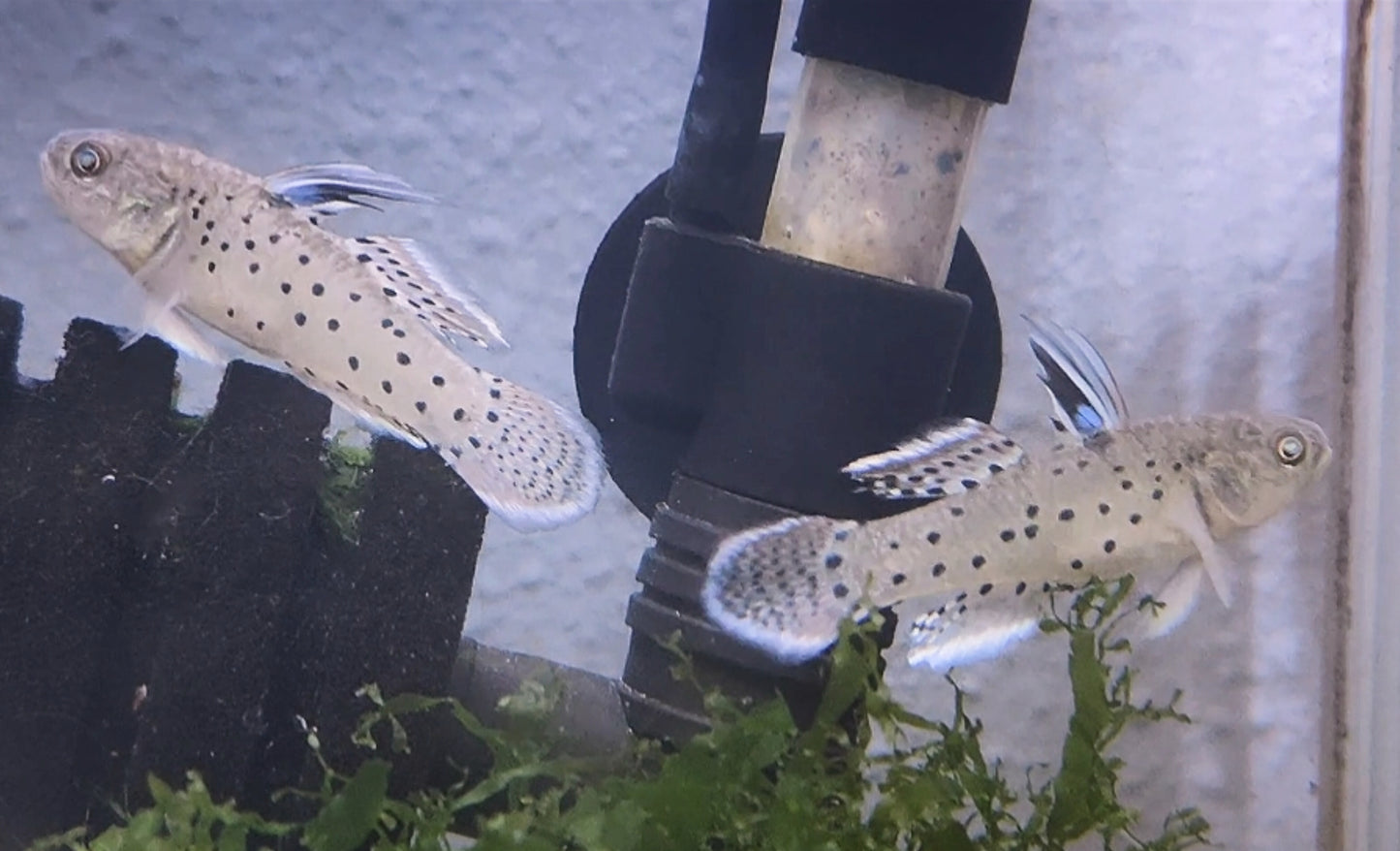 Knight Goby (Stigmatogobius sadanundio)