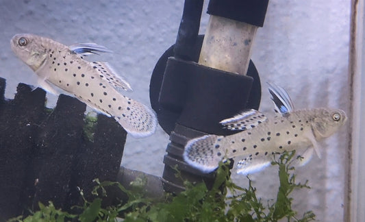 Knight Goby (Stigmatogobius sadanundio)