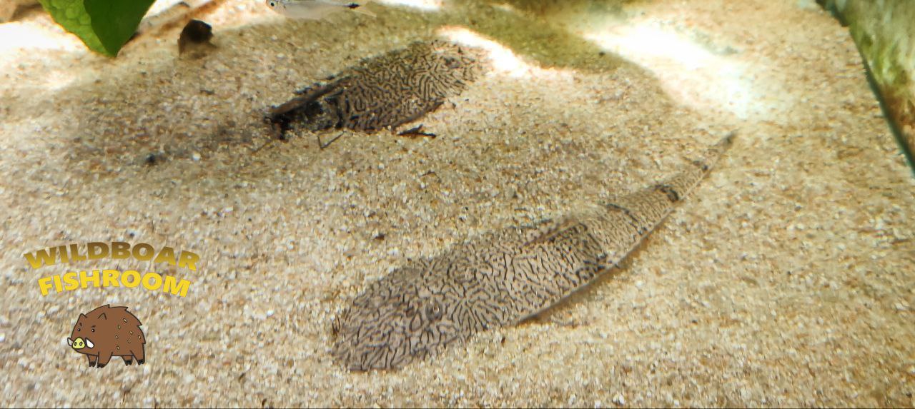 Chameleon Whiptail (Pseudohemiodon apithanos)