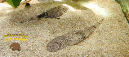 Chameleon Whiptail (Pseudohemiodon apithanos)