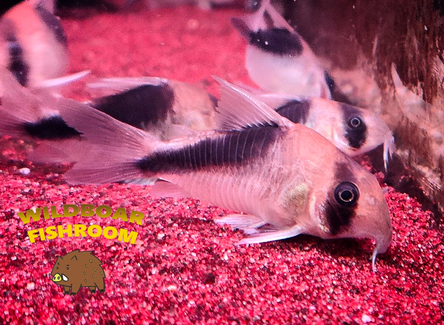 Corydoras CW106