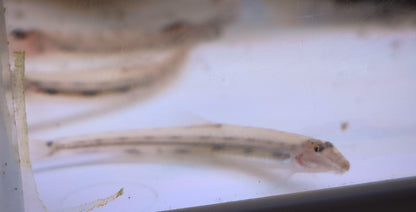 Horseface Loach (Acantopsis dialuzona)