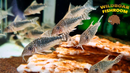 Corydoras Seussi