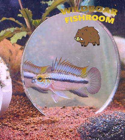 Apistogramma Trifasciata Pair