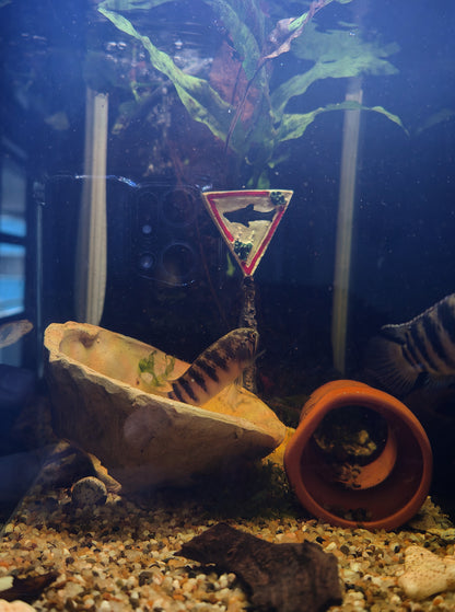 Warning Sign Accessories for Fish Tank