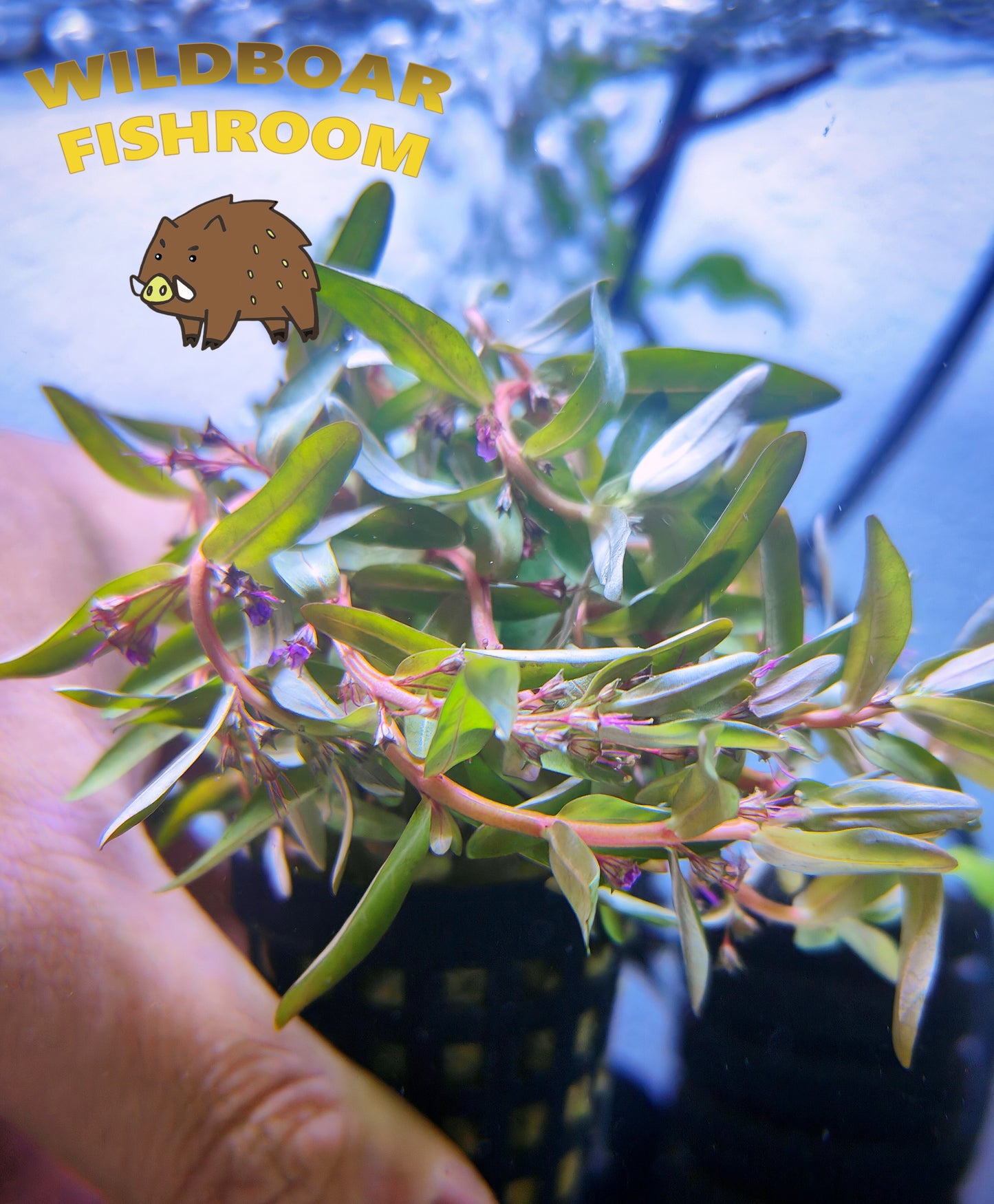 Ammania gracilis