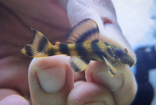 L397 Alenquer Tiger Pleco x 1