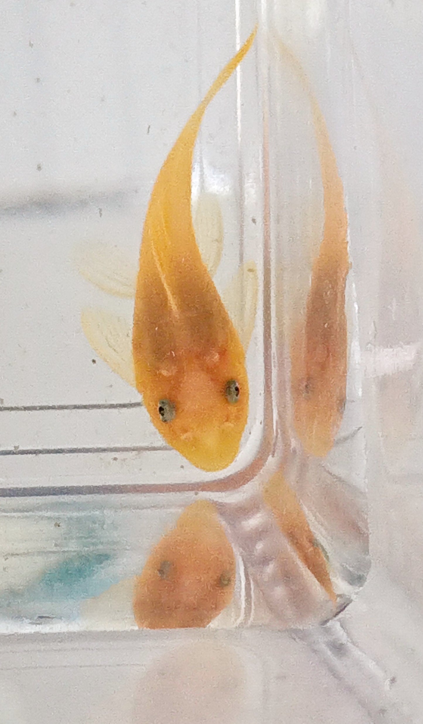 L144 Blue eye pleco
