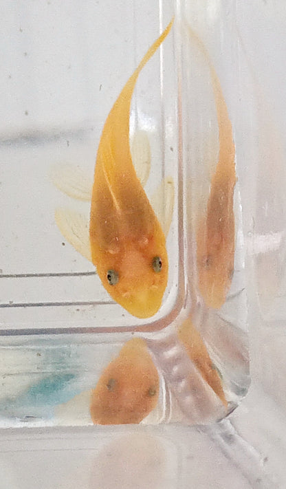 L144 Blue eye pleco