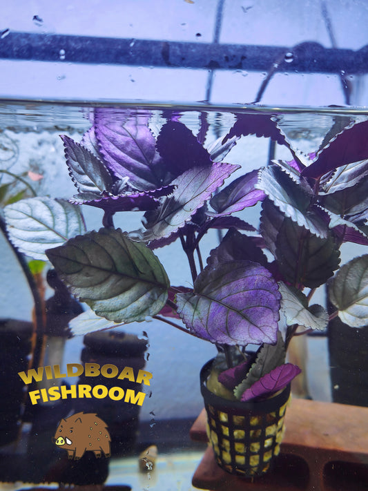 Hemigraphis Colorata (Purple Waffle Plant)