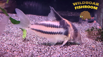 Corydoras CW127
