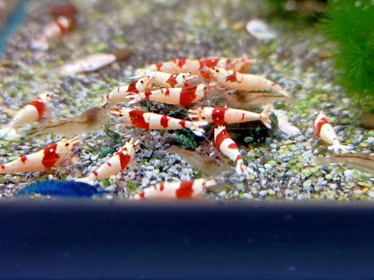 Crystal Red Shrimp (CRS)