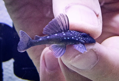 L128 pleco x 1